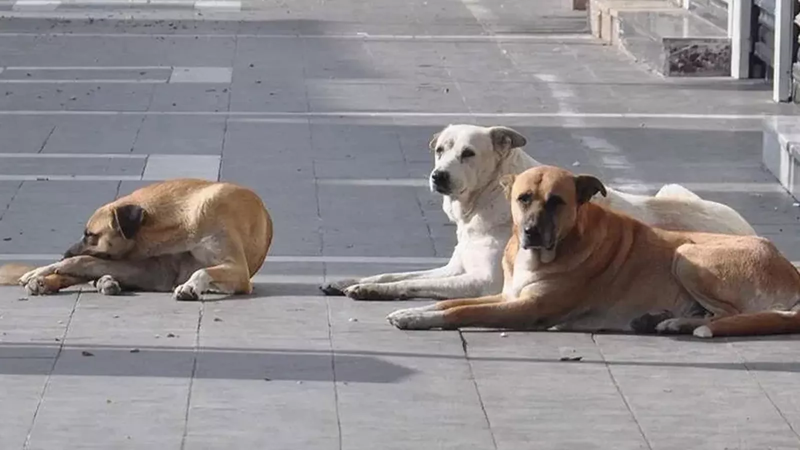 Anne isyan etti: Sokak köpekleri toplansın!