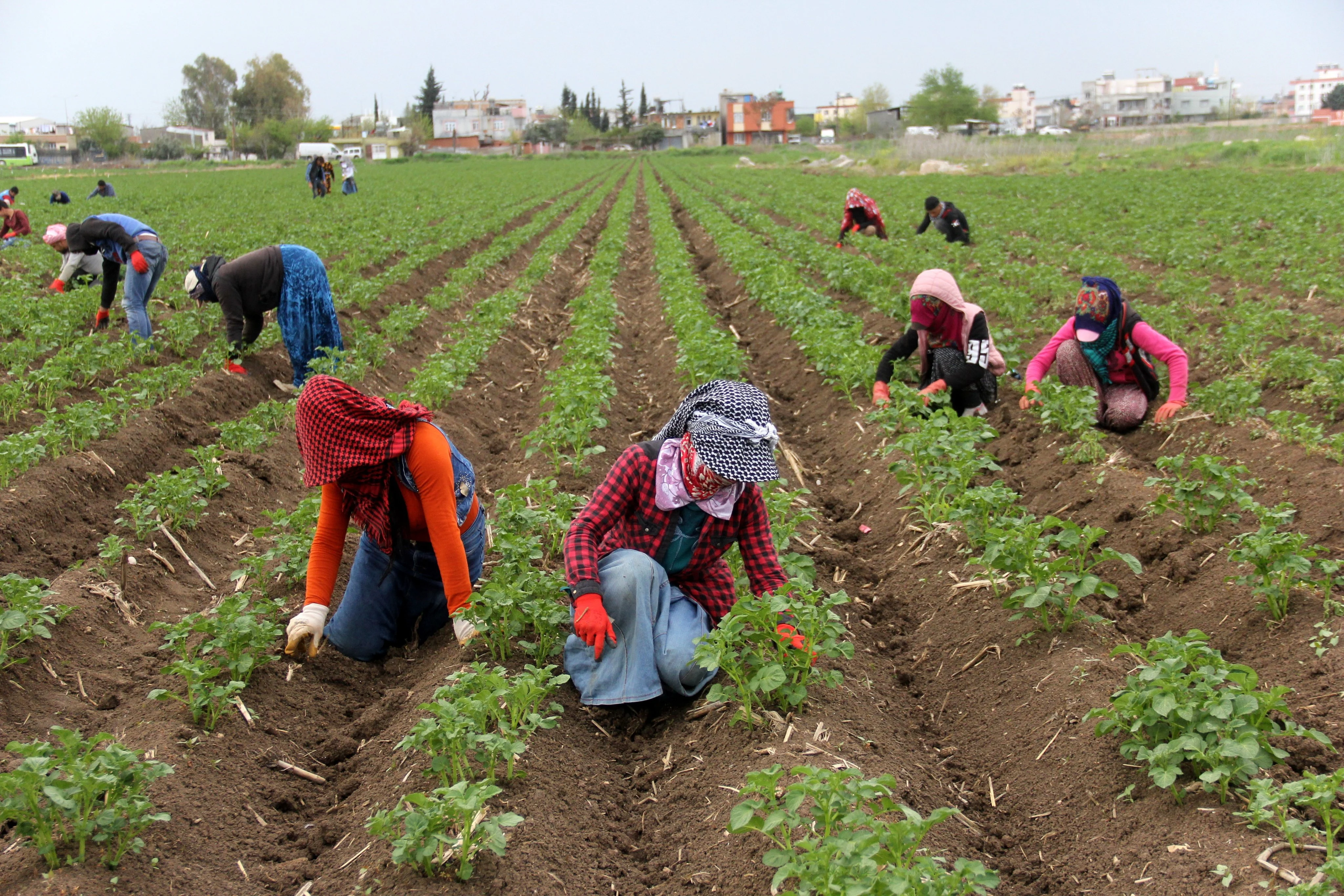1500 tarım işçisi alınacak