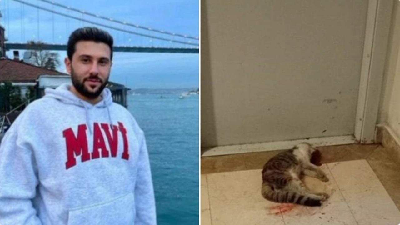Ibrahim Keloglan Kedi Eros 13032024 1