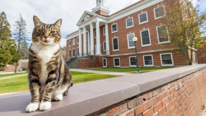 Bir kedi üniversitede onursal doktora ünvanı alacak! Yer: ABD Okul: Vermont Üniversitesi